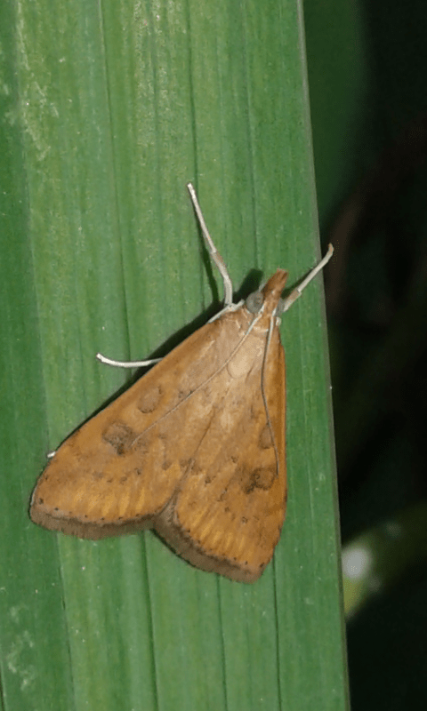 Udea ferrugalis (Crambidae)? S